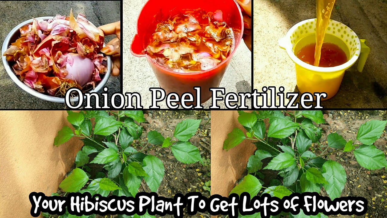 How To Make Best Fertilizer From Kitchen Waste Onion Peel Making At Home Easy To Way 100% Natural