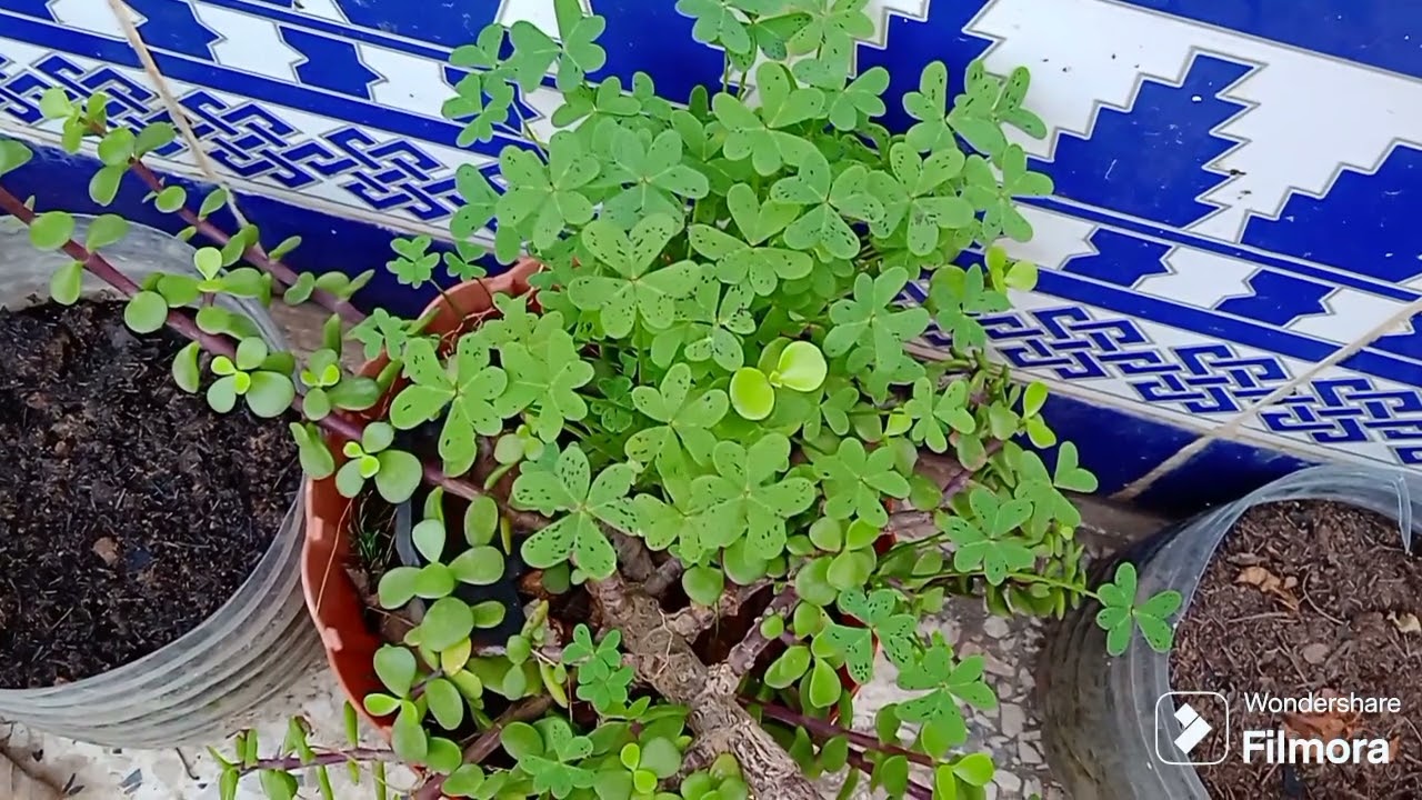#روتين يومي جولة مع النباتات ☘️🌿🌱🌵🌺