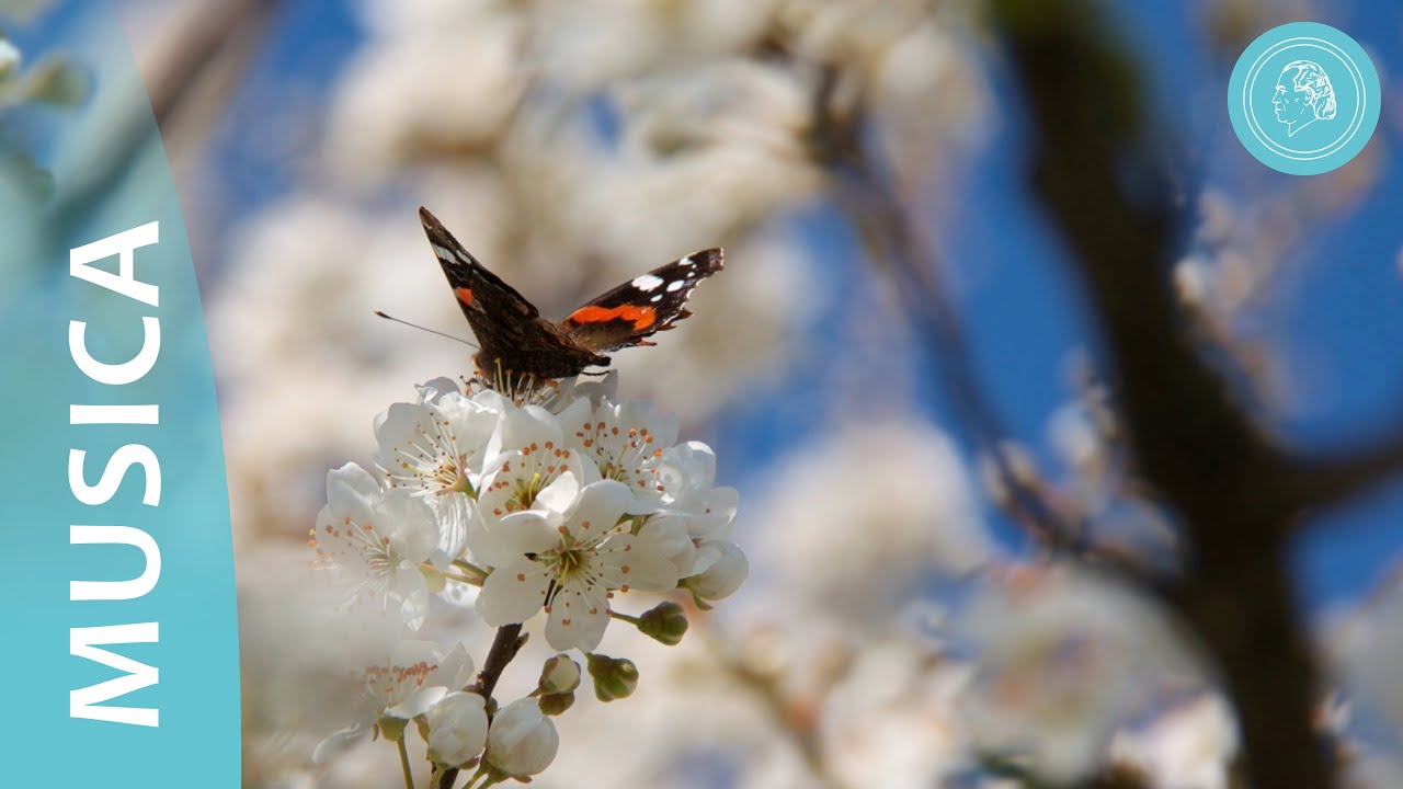 I quattro elementi della natura - musiche degli Amici di Bruno Gröning e foto della natura