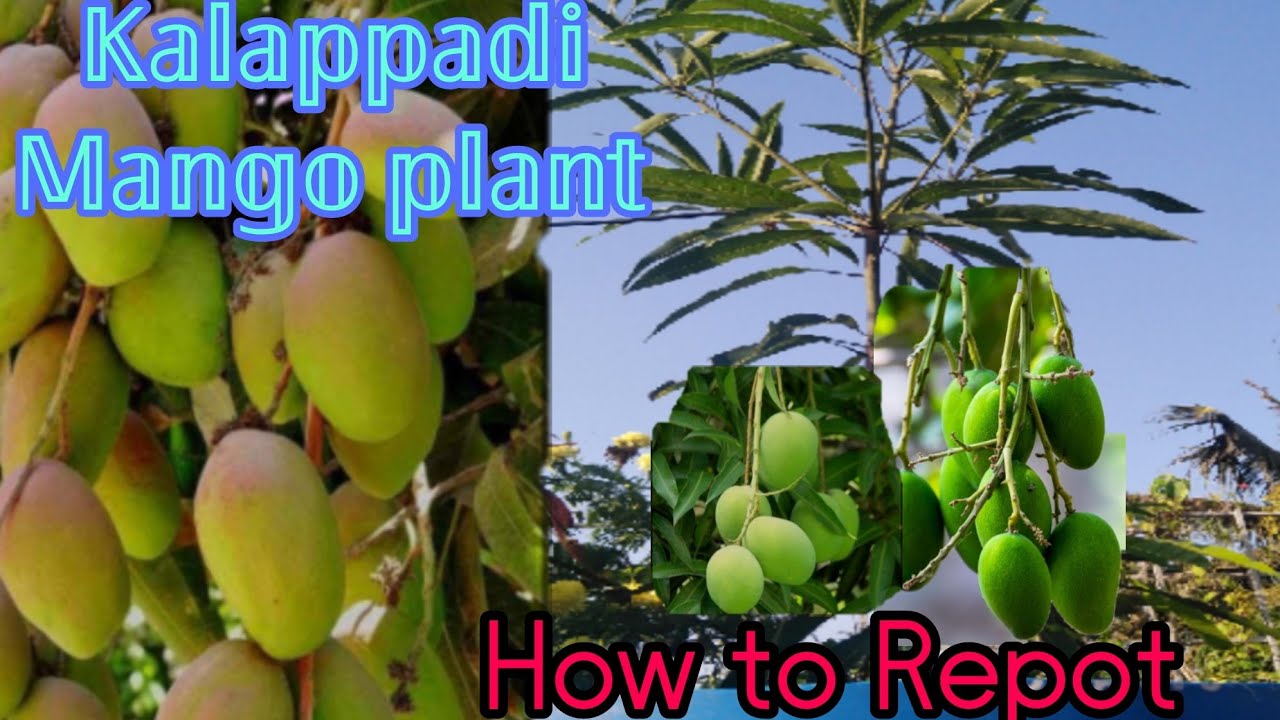 Kalappadi Mango plant#howtorepot#kalappadimango