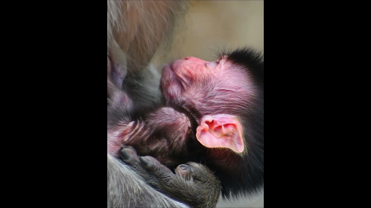 Comely Baby Monkey Hug Mom