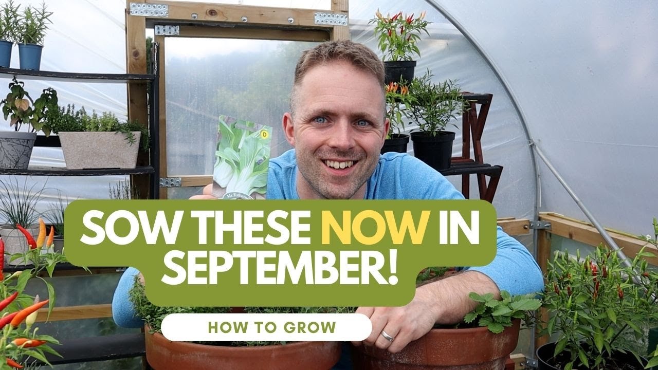 Edible Plants To Sow In September  - Herb, Allotment and Vegetable Gardening For Beginners UK