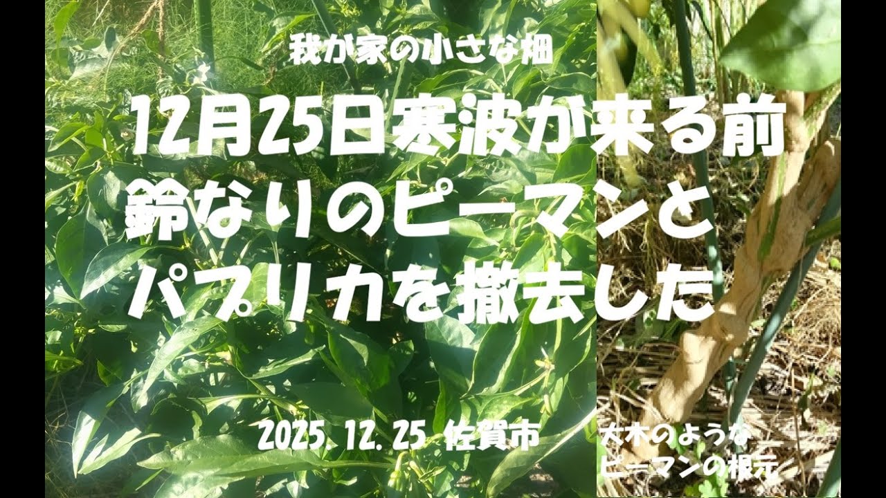 我が家の小さな畑　12月25日、寒波が来るというのでもったいないけれど鈴なりのピーマンとパプリカを撤去。ピーマンの根元は巨木のようでした。佐賀市