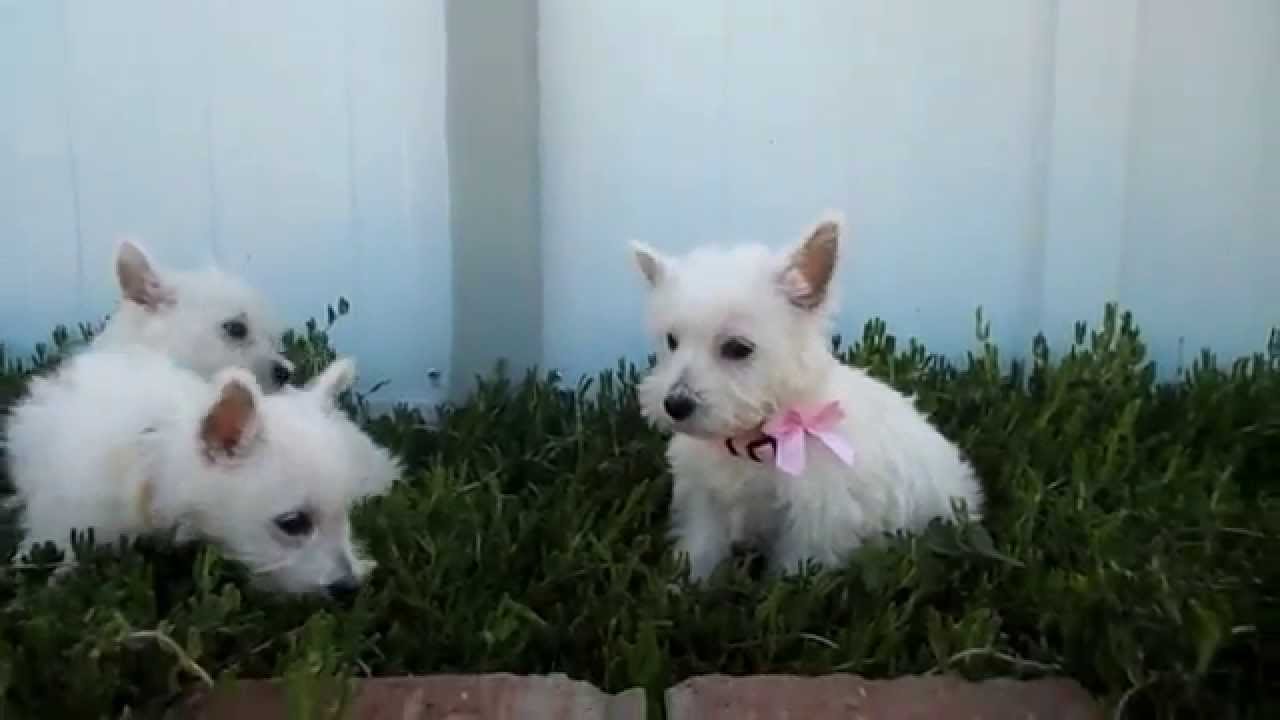 Cachorros Westy Criador Westy - HOTELCAN