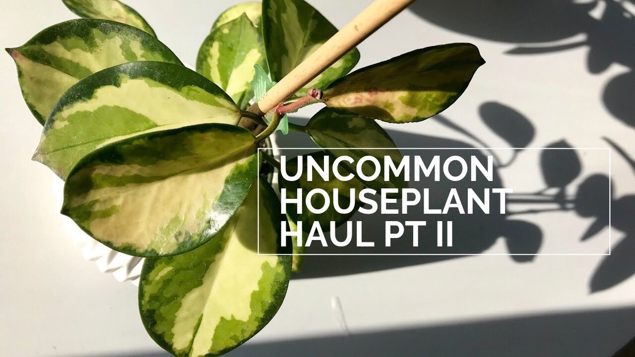 Semi Rare Houseplant Haul Pt II |Hoya Kerrii Variegata Reverse, Hoya Australis Lisa, Princess Jessie