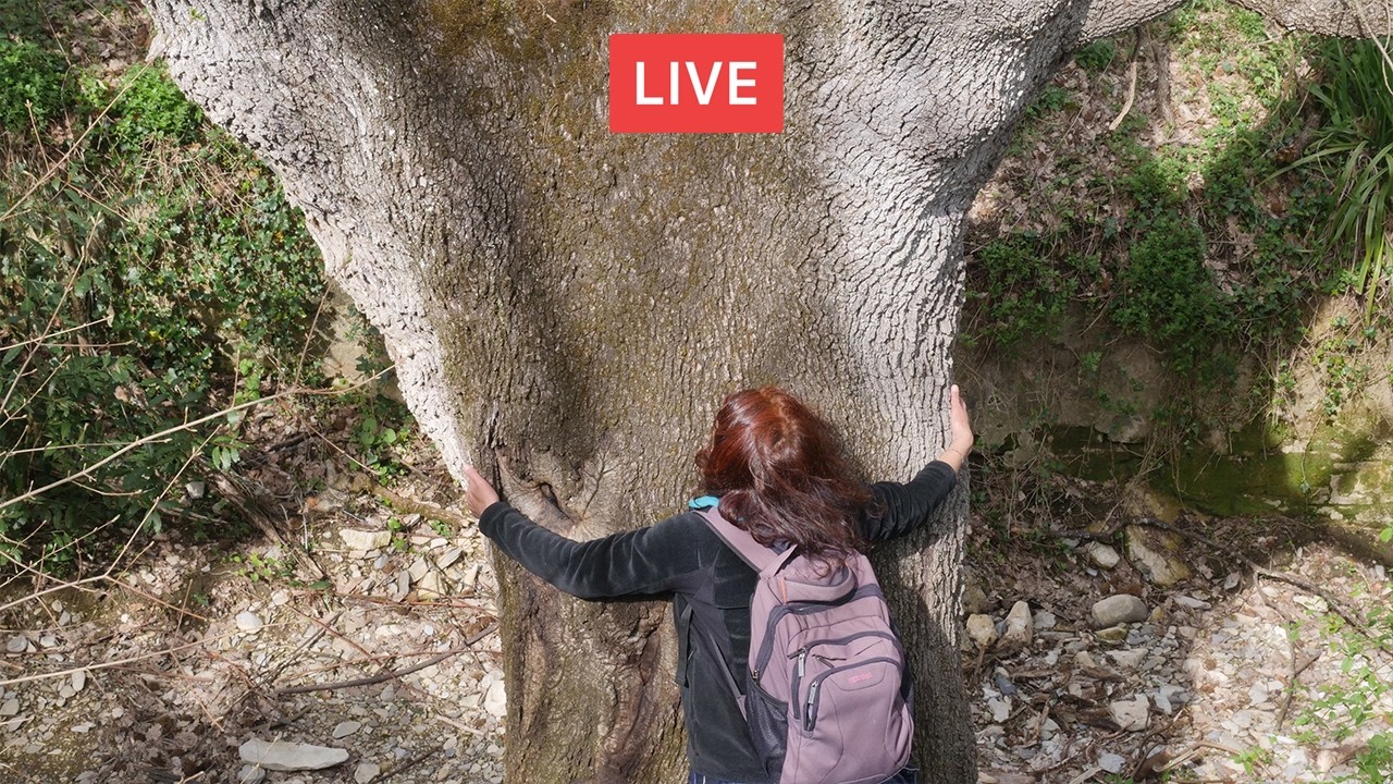 Difendiamo gli ALBERI. Con LINDA MAGGIORI 🔴