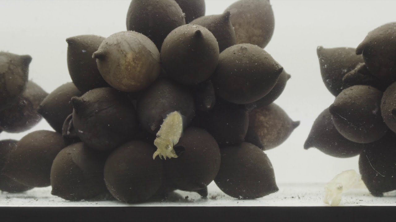 Eclosion de b&eacute;b&eacute; seiche Sepia Officinalis &agrave; Nausicaa