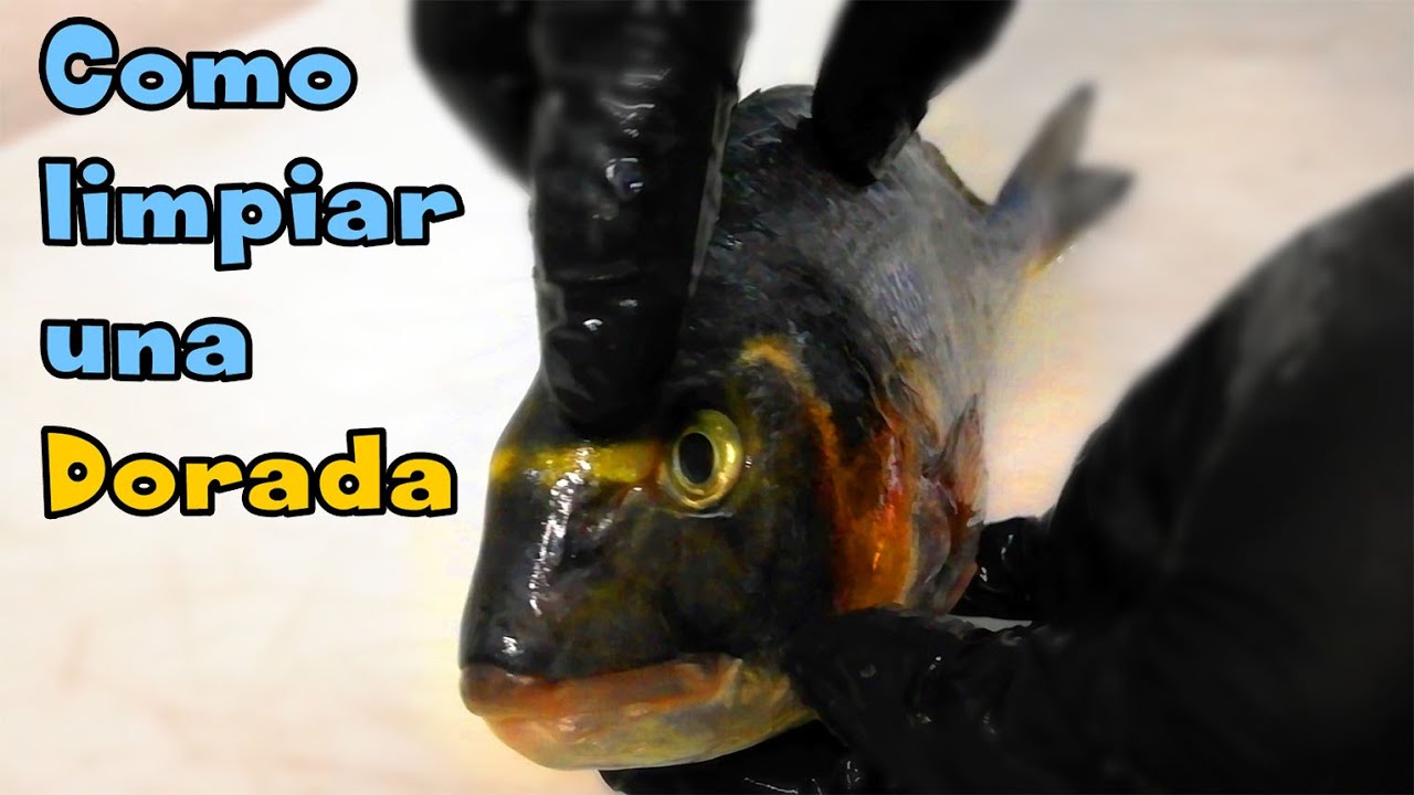 Como Limpiar una Dorada, explicado por un profesional