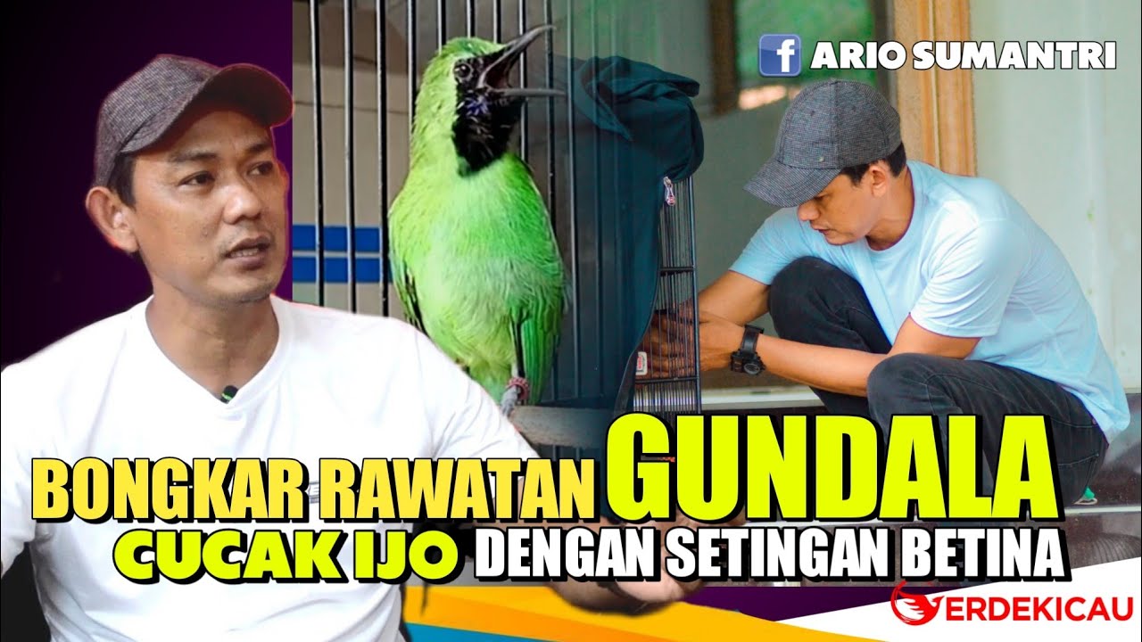 🔴Bongkar Rawatan GUNDALA, Cucak Ijo dengan setingan BETINA | Juara Piala Monumen Jendral Sudirman