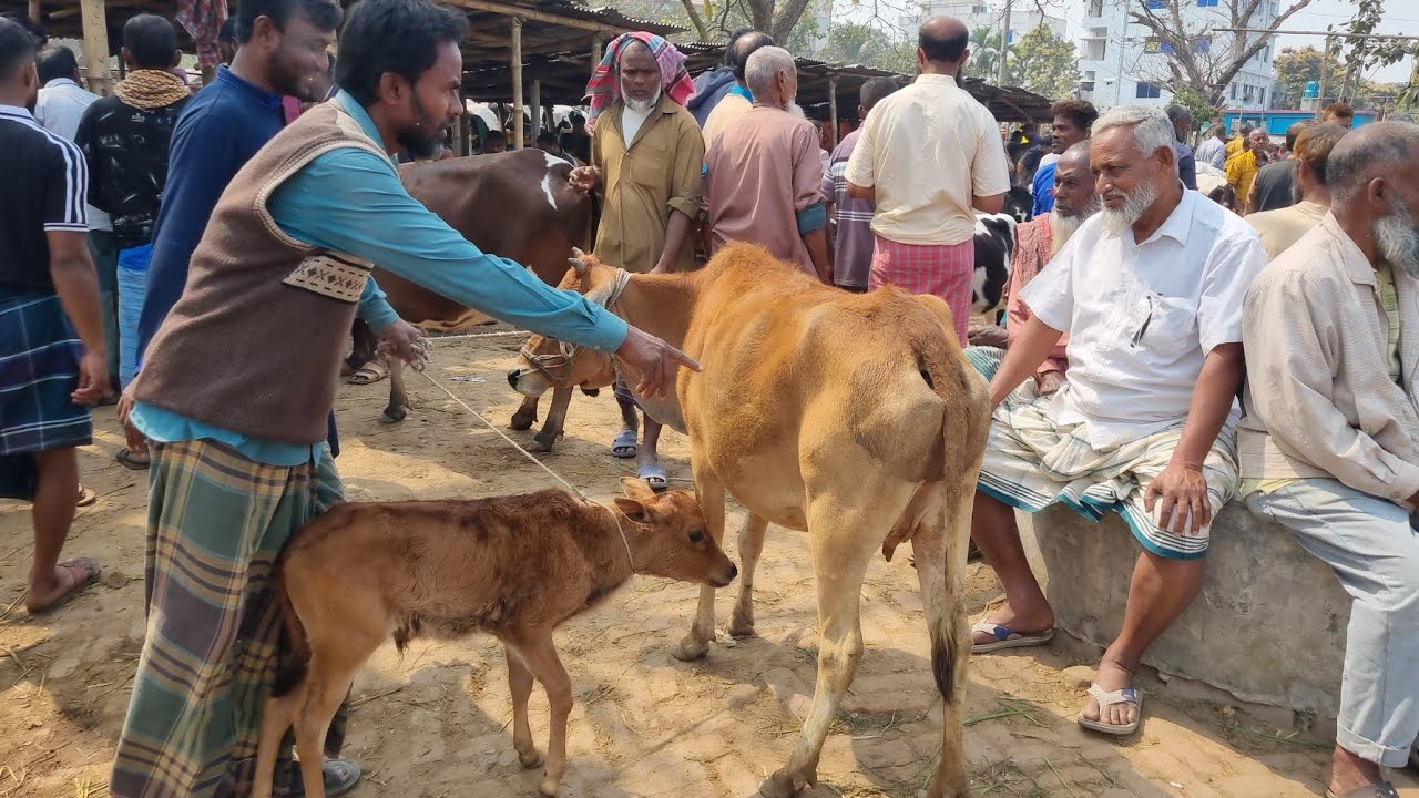 @আজ ২৭ ফেব্রুয়ারী ২৬ | বাচ্চাসহ দেশাল ৫০-৯০ হাজারের মধ্যে গাভী গরুর দাম | আমবাড়ি হাট | দিনাজপুর 