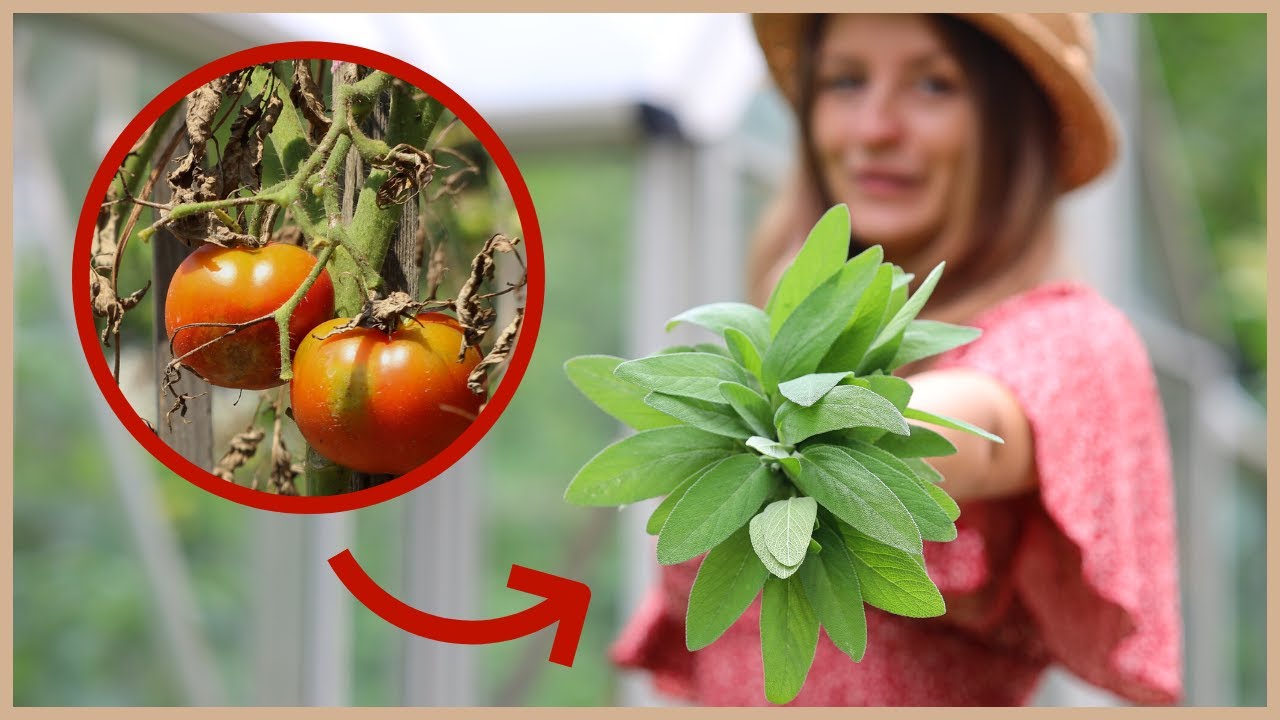 🍅 Das wirksamste Hausmittel gegen die Kraut- und Braunfäule: kranke Tomaten behandeln!