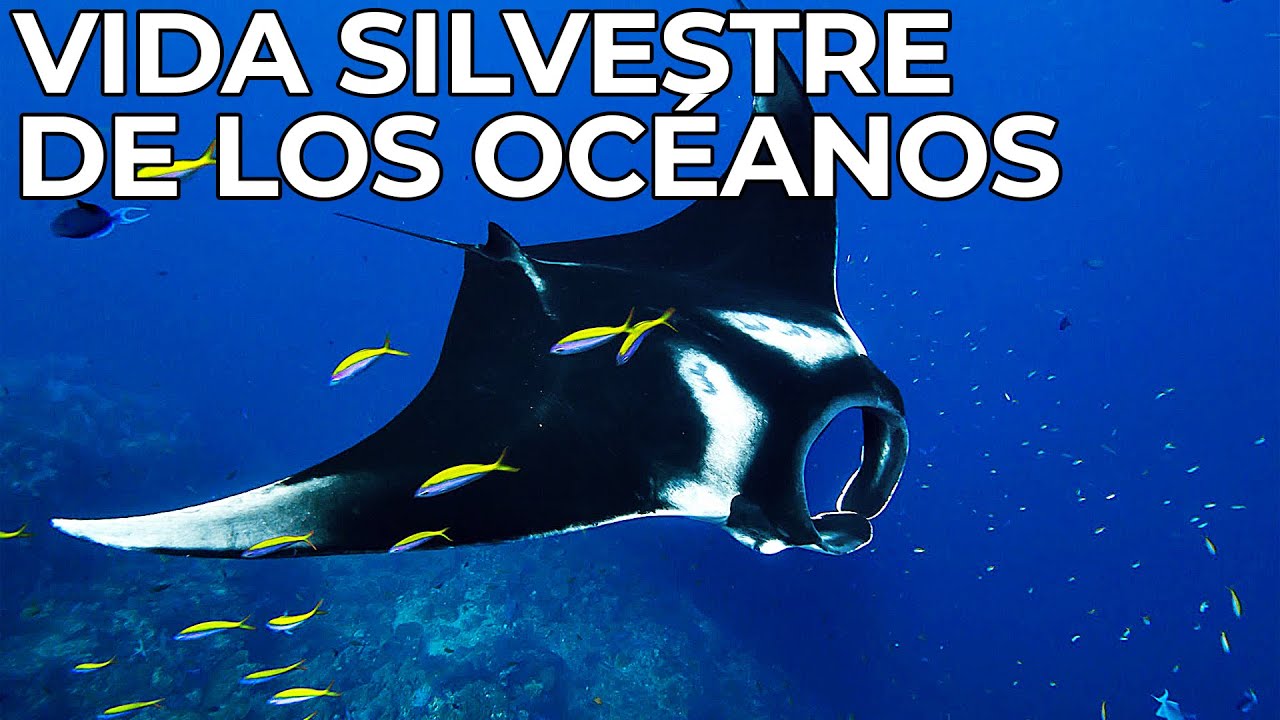 El Mundo Salvaje: El Océano Abierto | Free Documentary Nature -  Español