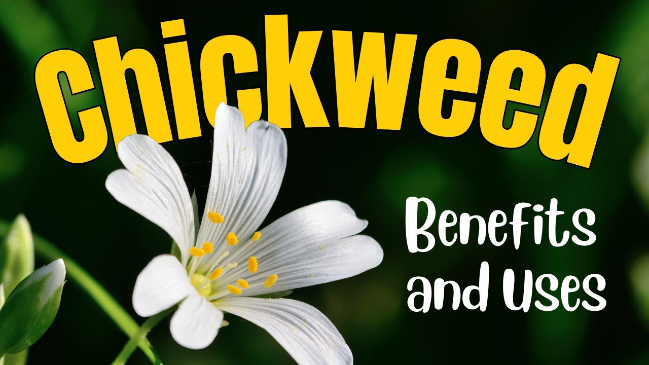 Chickweed Benefits & Uses: Grow, Identify, and Make Healing Remedies