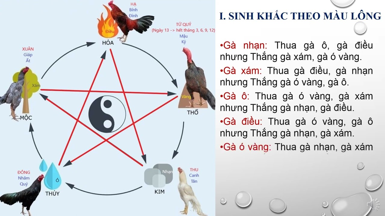 Cách chơi gà theo màu mạng, ngũ hành chi tiết nhất