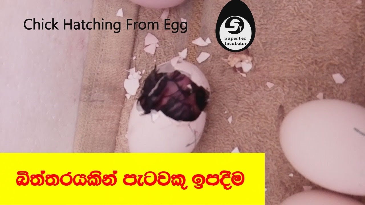 45-50 eggs semi automatic incubator  (supertec incubators)