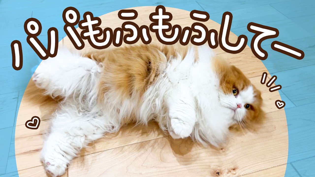 ずっと待ってた猫、パパが帰宅した瞬間こうなりました
