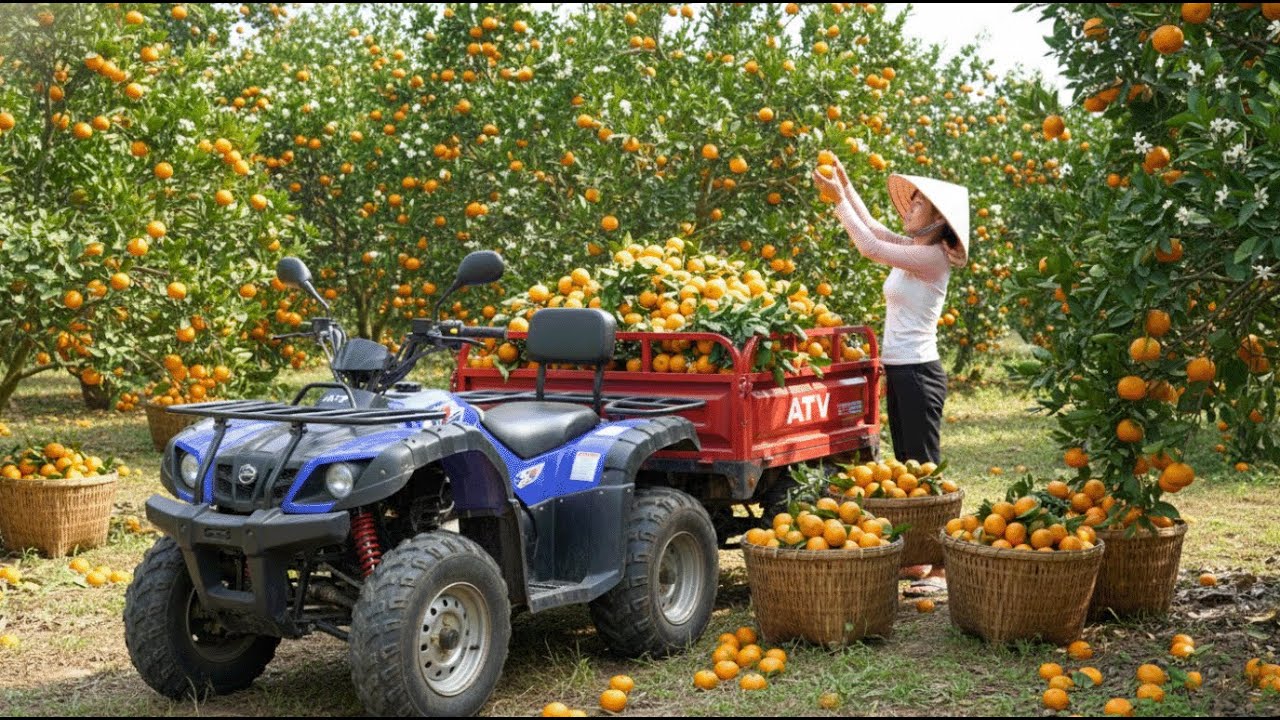 Using a Four Wheel Vehicle to Harvest 100kg of Orange and Take It to Market
