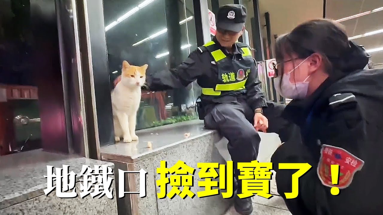 出差變「綁架」？一隻太親人的大橘讓我「拐」回了家