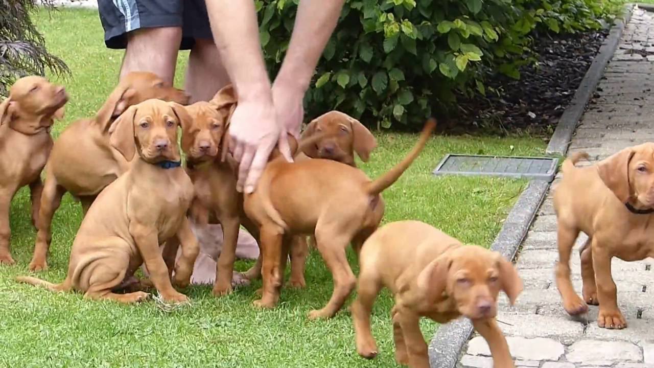 Lunas Welpen Magyar Vizsla 9 Wochen alt machen den Garten unsicher