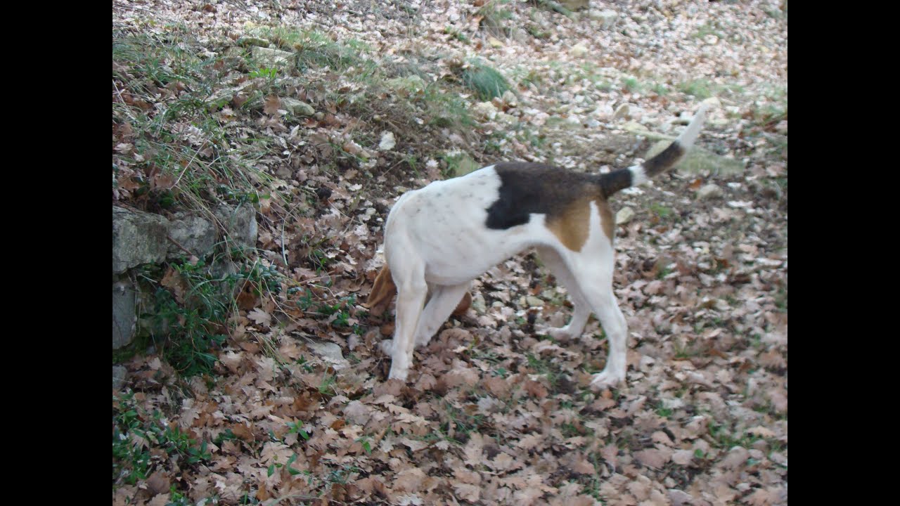 Chasse du lièvre aux chiens courants