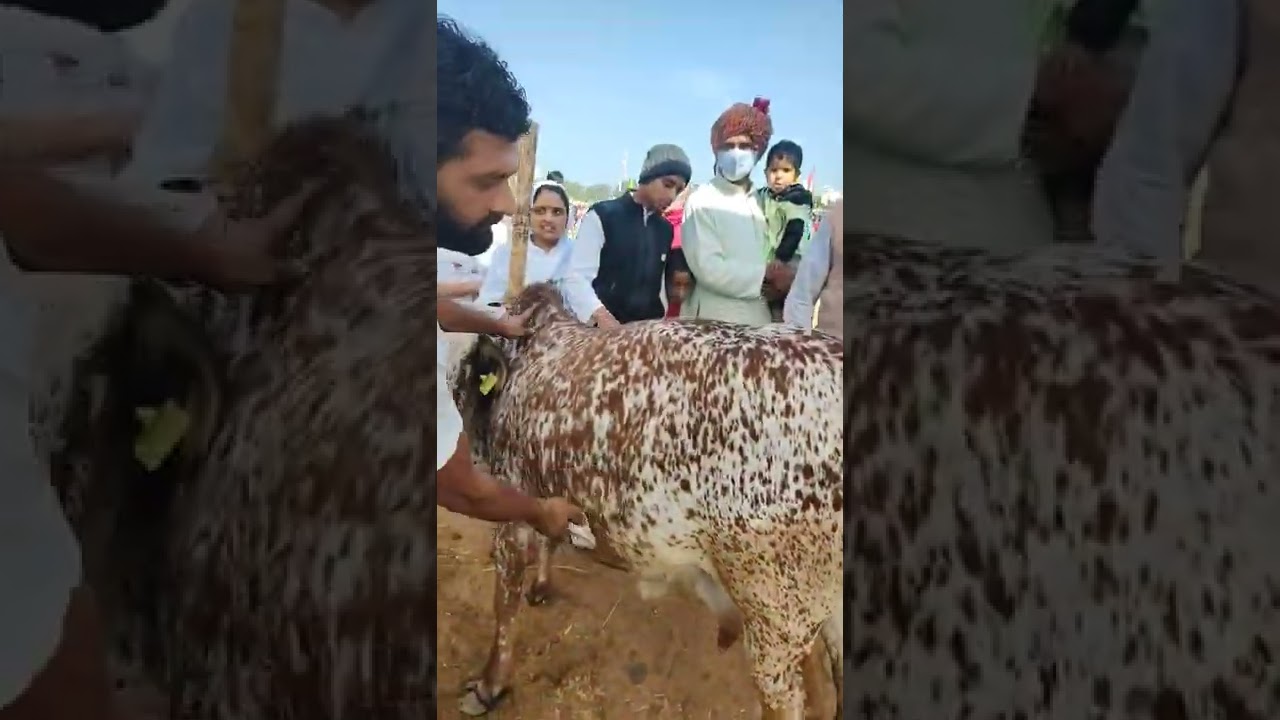 Top Rathi Cow Bhiwani Fair