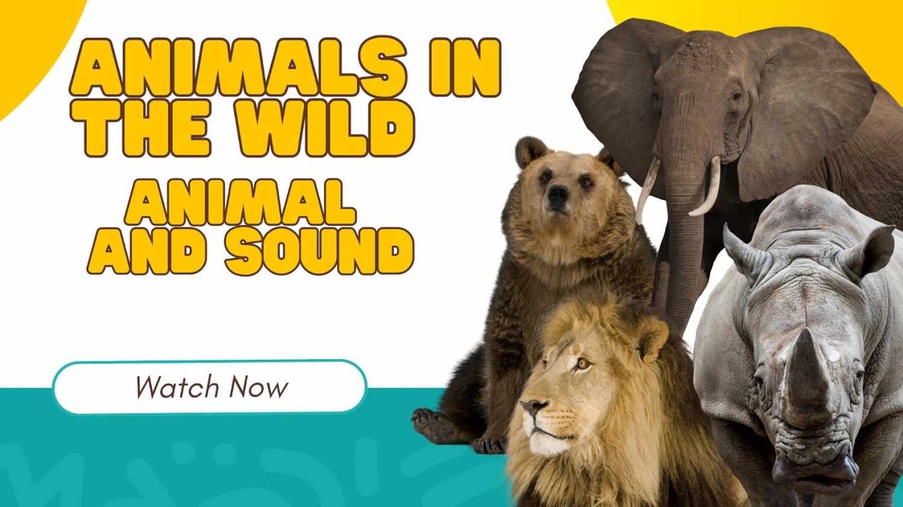 50+ Animals Name and Sound That Will Blow Your Mind! 🐾🔊