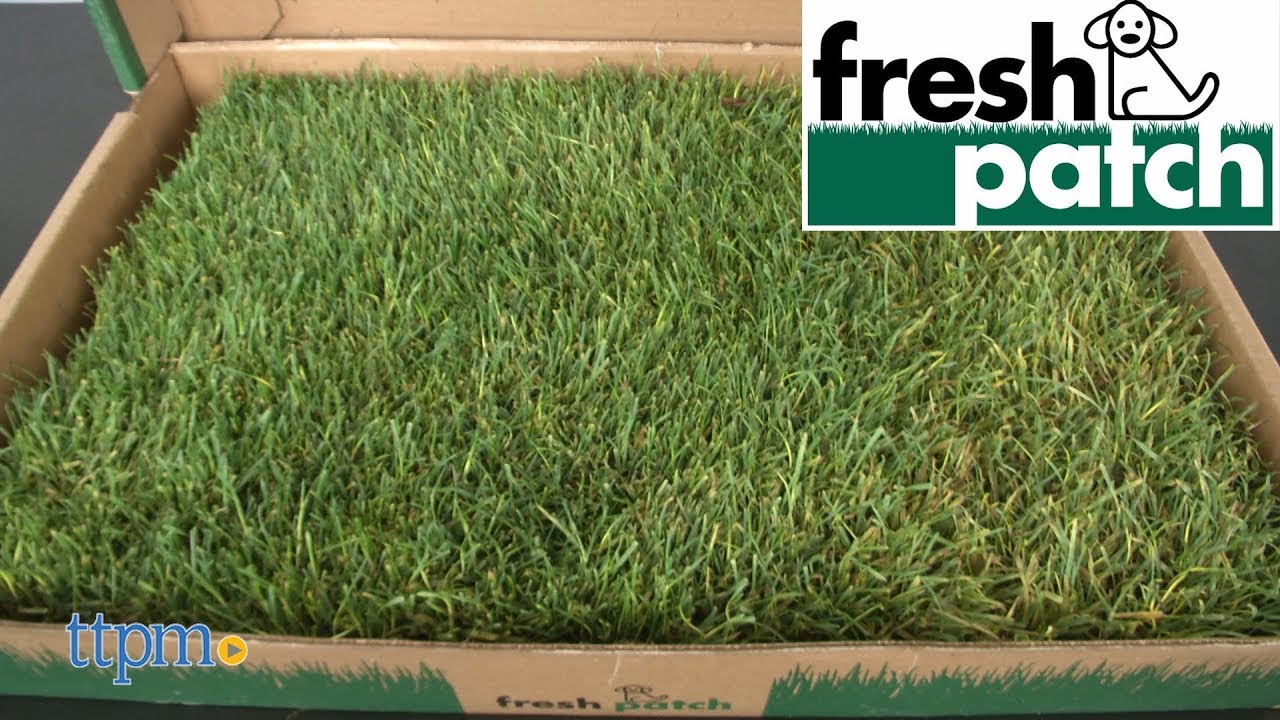 Fresh Patch от Fresh Patch