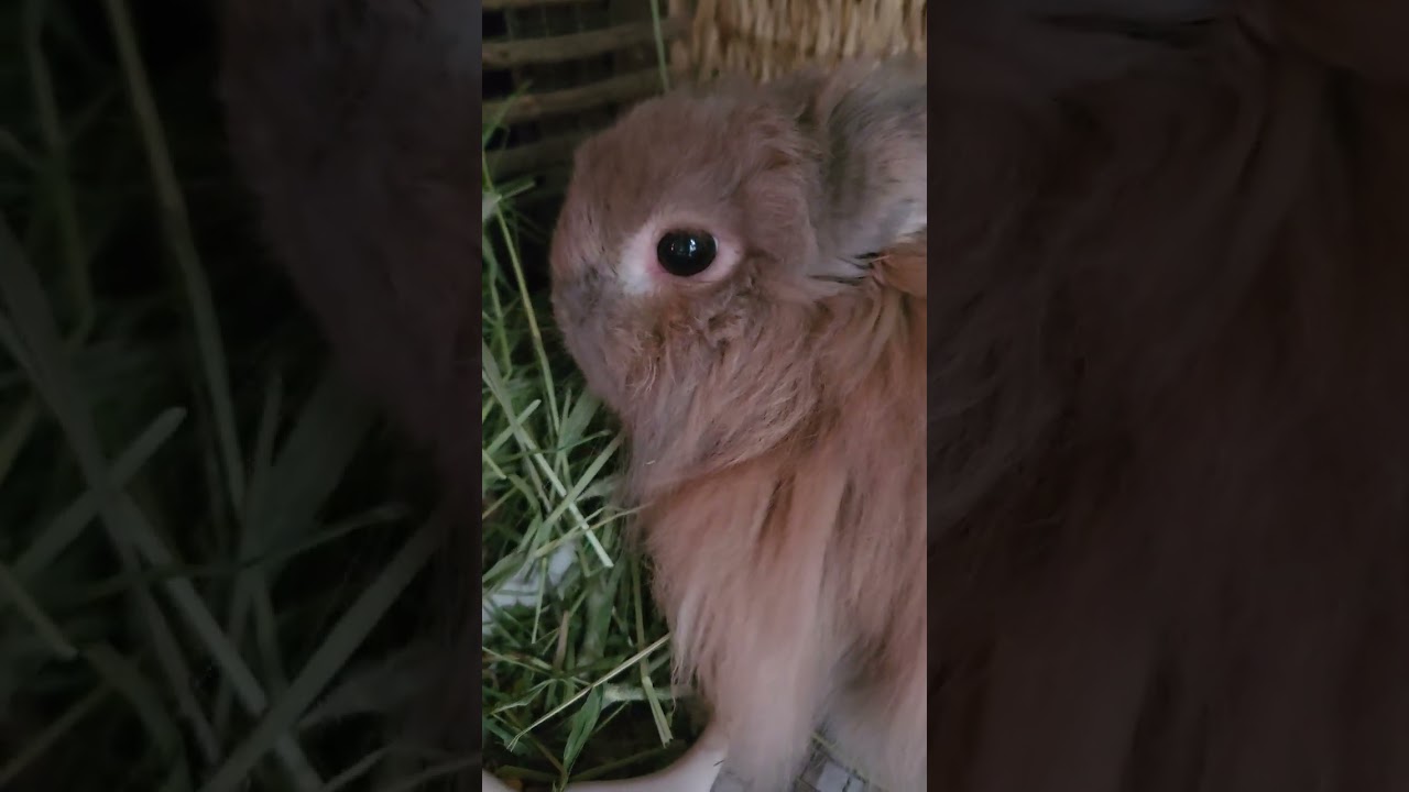我が家のアイドル茶々丸くん。おはようゴザイマツ🐰🐰🐰#rabbit #うさぎパパ #冬 #うさぎ #癒し #cute #pets #かわいい #ジャージーウーリー  #もふもふ #ジャージーウーリ