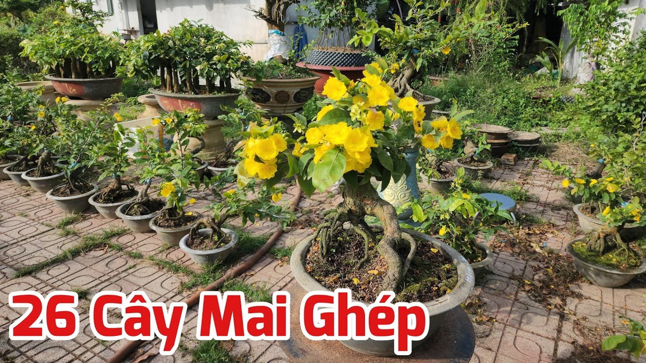 Ng&agrave;y 11.03 - B&aacute;n 26 C&acirc;y Mai Giảo &Ocirc;ng Thầy - SBBL - SBSG - Cam Thi&ecirc;n Lộc