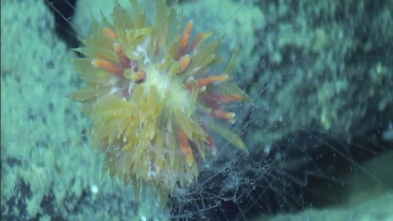 Донная сифонофора Rhodaliidae
