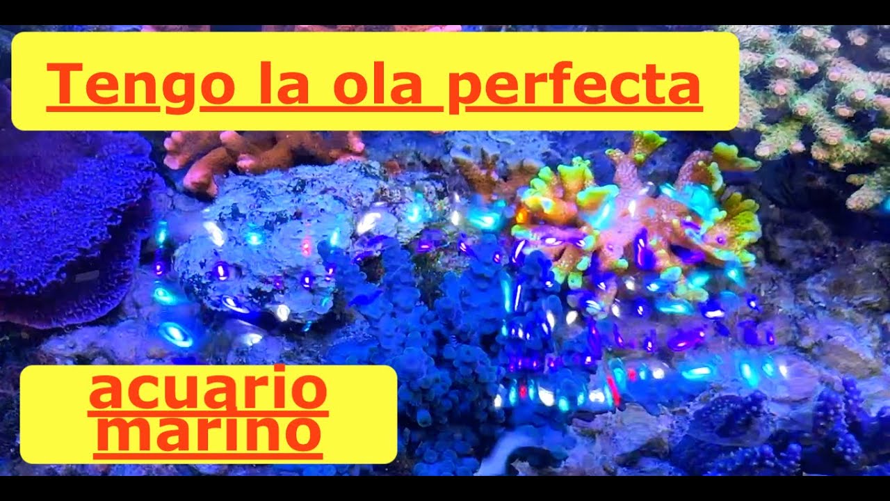 Acuario marino, la luz es muy azul, Adios Lisas, Jecod DMP65 increíble movimiento de aqua..