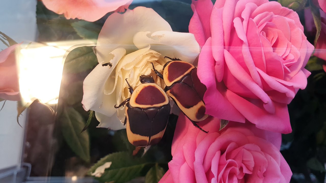 A Pair Of Beetles Together On Rose Flower Living Their Best Live |  In UHD