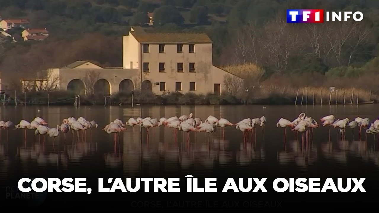La Corse, un refuge pour les oiseaux migrateurs