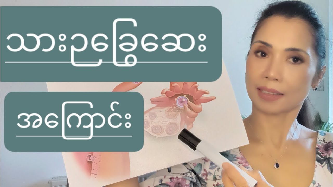 သားဉခြွေဆေး  အကြောင်း