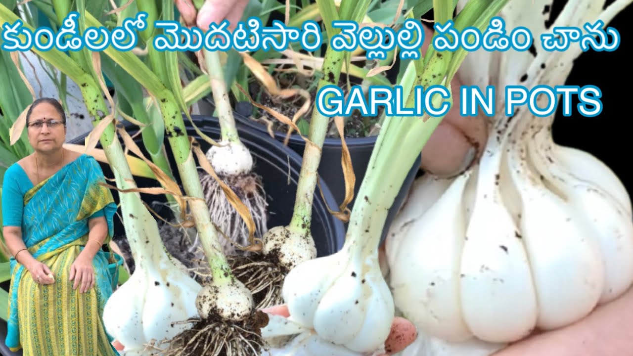 కుండీలలో వెల్లుల్లి || GARLIC IN POTS