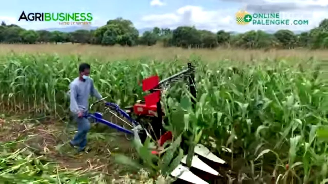 Harvesting, Processing Corn Mabilis na dahil sa Reaper at chopper Machines