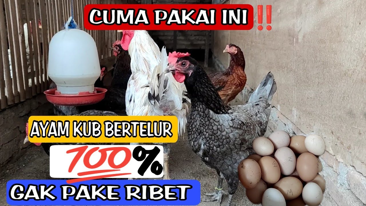 Tidak semua ayam KUB telurnya sedikit!! ASAL TAU CARANYA ||BRADERR FARM