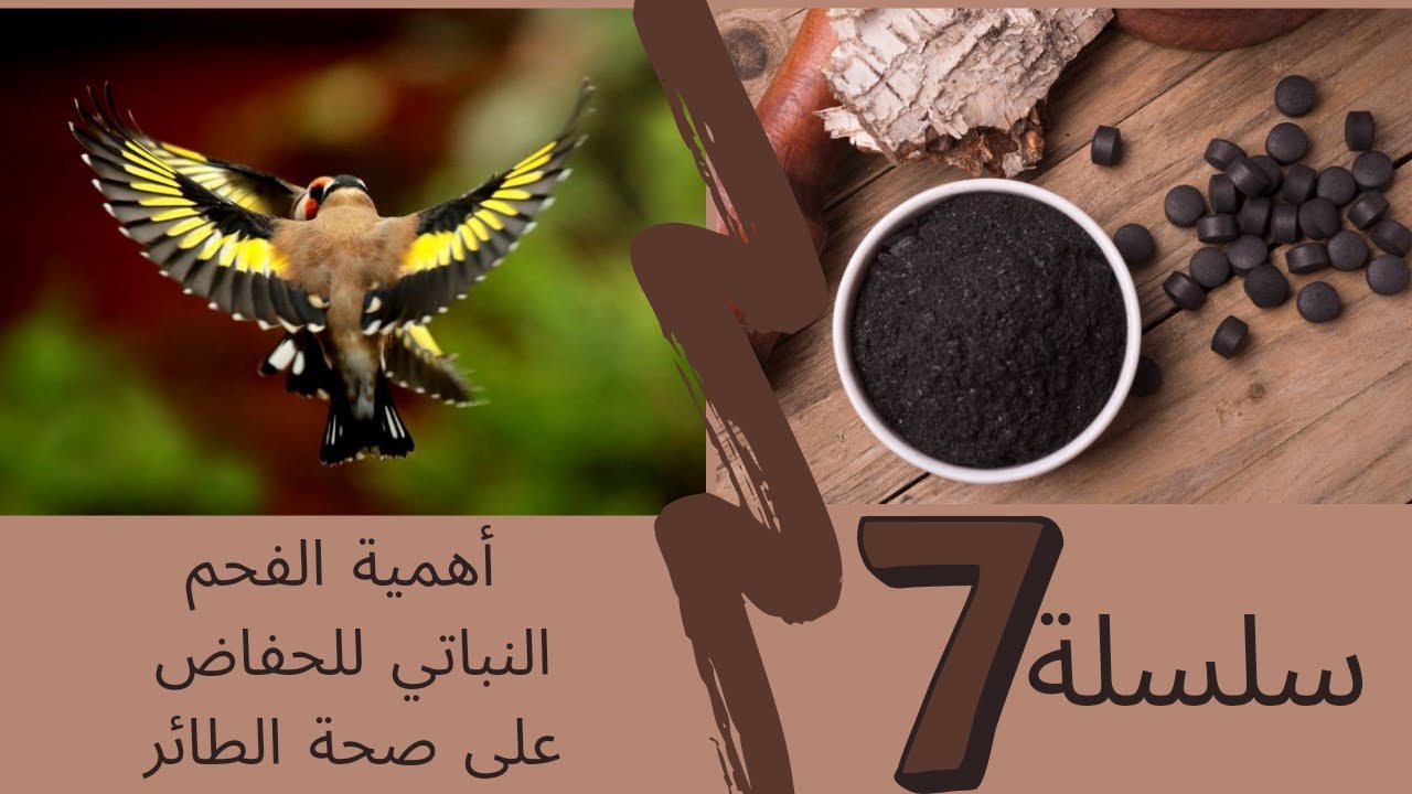 🌹 les bénéfices du Charbon Végétal pour nos oiseaux 🤎🖤💛 فوائد الفحم النباتي للطيور و طريقة للاستعمال