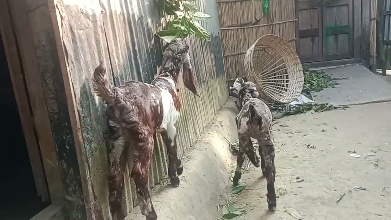 হ্যালো গাইজ আপনারা দেখছেন আমাদের তোতাপুরী ছাগলের বাচ্চা বয়স মাত্র ২৪ দিন 