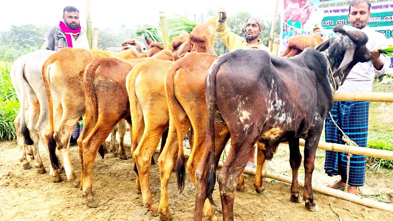 28/1/26একেবারেই ধামাকা অফারে বর্ডার এলাকা থেকে ক্যাশ অন ডেলিভারিতে সেরা মানের গরুর বাছুর কিনুন।