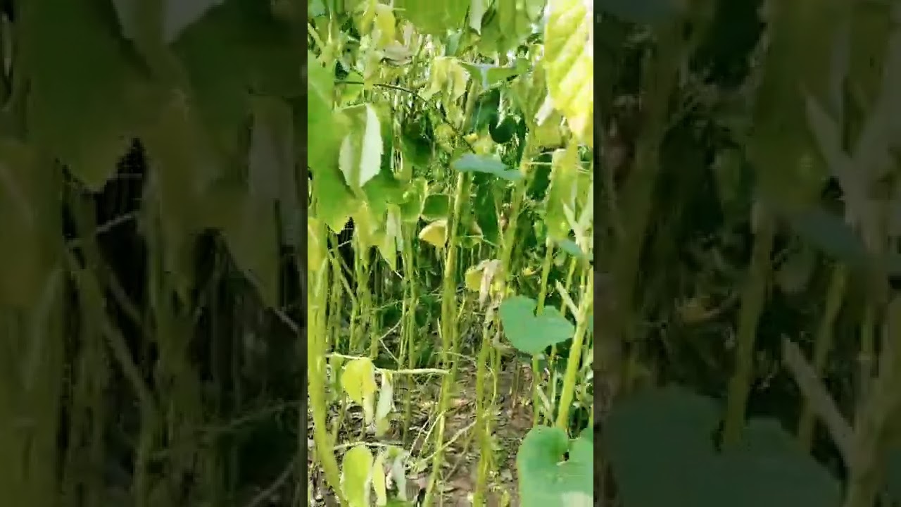 Cyamopsis tetragonoloba #guar #shorts