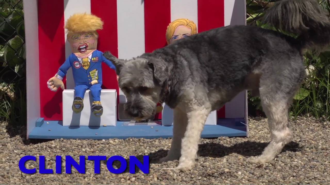 Dog the Vote 2016