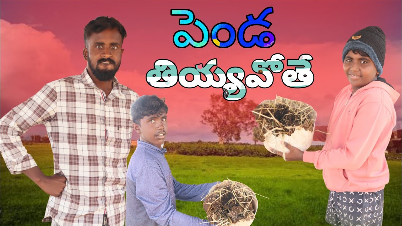 పెండ తియ్యవోతే // Village comedy funny video// my show dhamaka //