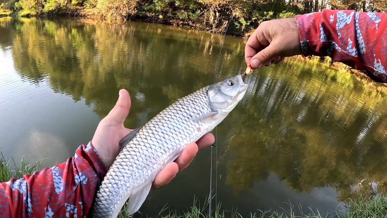 მითიური ქაშაპი სპინინგით.  select sprint - yarie - fresh lures