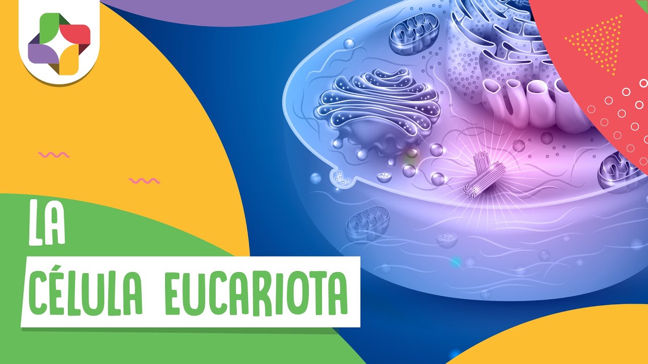 La célula eucariota - Educatina
