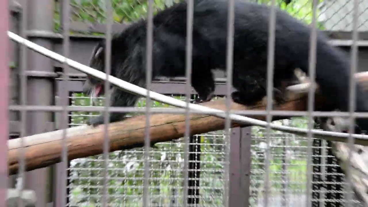 Bear Cat - Binturong (ဝံကြောင်) Japanese's animal 2073