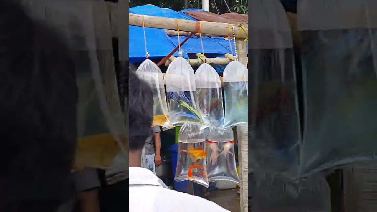 #GALIFFSTREET VERY CHEAP FISH PRICE  OSCARS/AROWANA/RED TAIL CATFISH