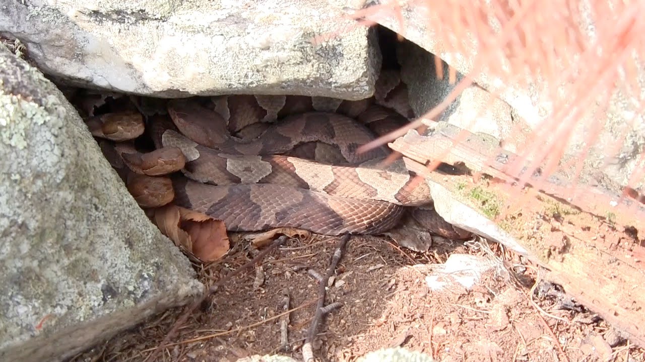 Herping Maryland Episode Seven