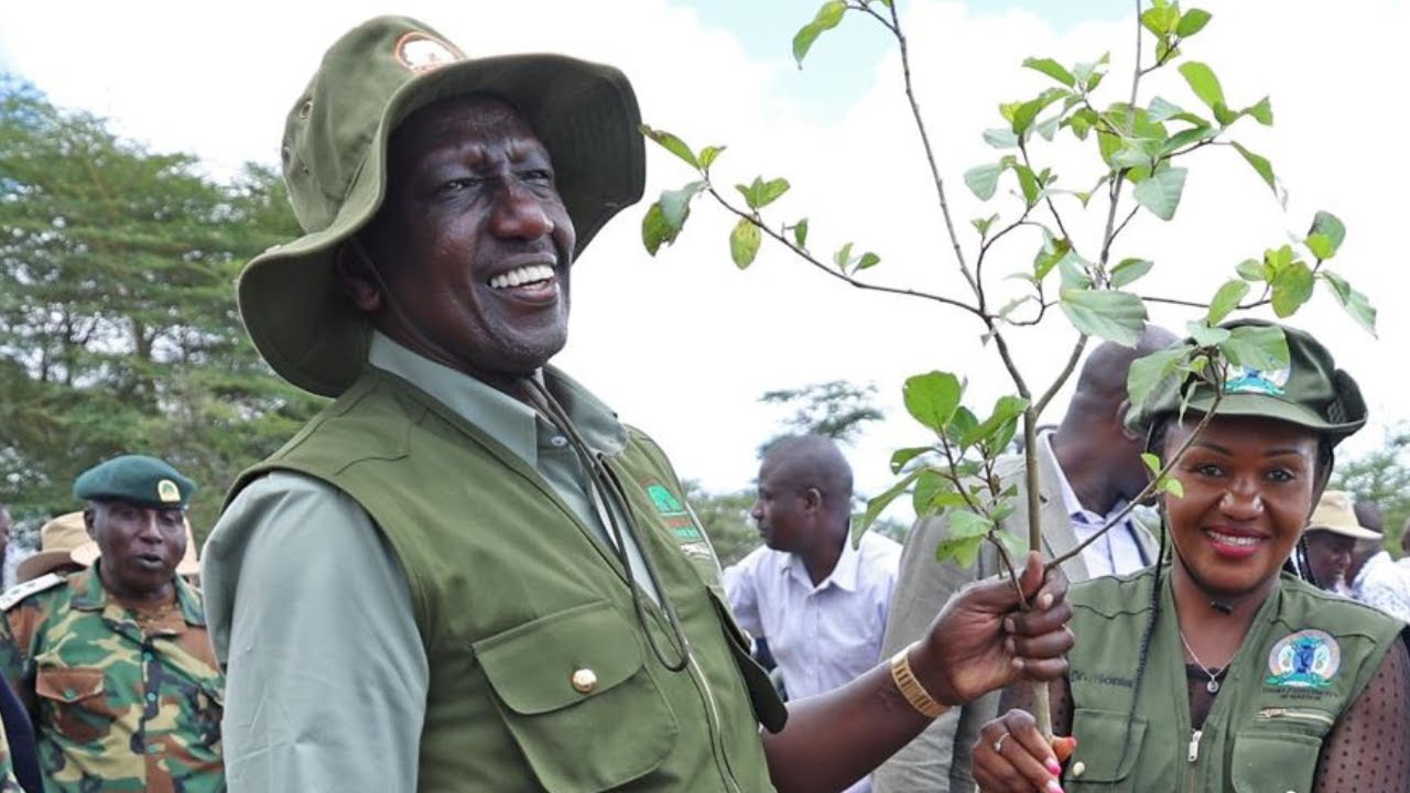 LIVE: Ruto leading Mau Forest Complex Integrated Conservation & Livelihood Improvement Programme.
