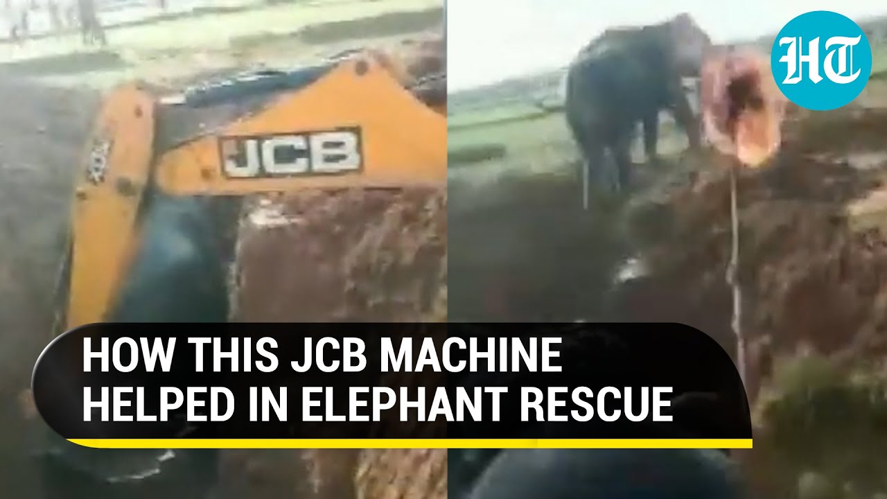 Viral video: JCB excavator helps rescue Elephant from Jharkhand ditch; Netizens hail &lsquo;saviours&rsquo;